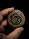 Image of Talismans Ammonites 