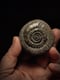 Image of Talismans Ammonites 