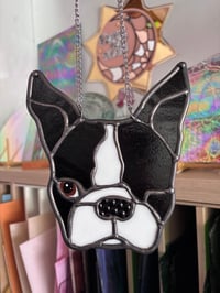 Image 3 of Your Bostons face 