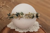 Newborn/Sitter Halo 329