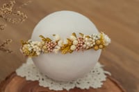 Newborn/Sitter Halo 331