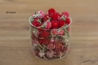 Image 1 of 20g Globe Amaranth Heads - Red