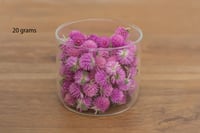 Image 1 of 20g Globe Amaranth Heads - Purple