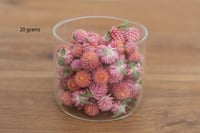 Image 1 of 20g Globe Amaranth Heads - Peach Pink
