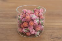 Image 3 of 20g Globe Amaranth Heads - Peach Pink