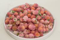 Image 2 of 20g Globe Amaranth Heads - Peach Pink