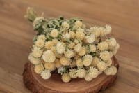 Globe Amaranth BUNCH - Ivory