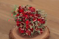 Globe Amaranth BUNCH - Red