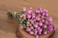 Globe Amaranth BUNCH - Purple