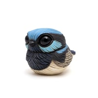 Image 2 of Chubby Bird: Superb Fairywren