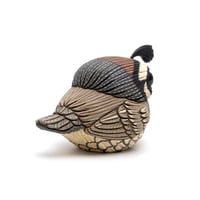 Image 5 of Chubby Bird: California Quail