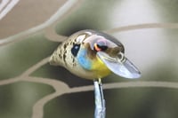 Image 2 of SPEEDBAITS Custom Airbrushed BFS Crankbait 8526