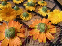 Image 3 of Calendula Infused Oil, Pure and Organic, 2 oz glass bottle with dropper, Small Batch Handmade