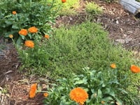 Image 4 of Calendula Infused Oil, Pure and Organic, 2 oz glass bottle with dropper, Small Batch Handmade