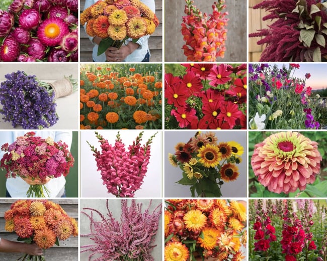 GARDEN CLUB FLOWER PACK FLOWERBURST VIBRANT