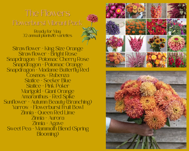 GARDEN CLUB FLOWER PACK FLOWERBURST VIBRANT