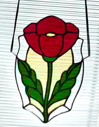 Image 3 of Pink Poppy 