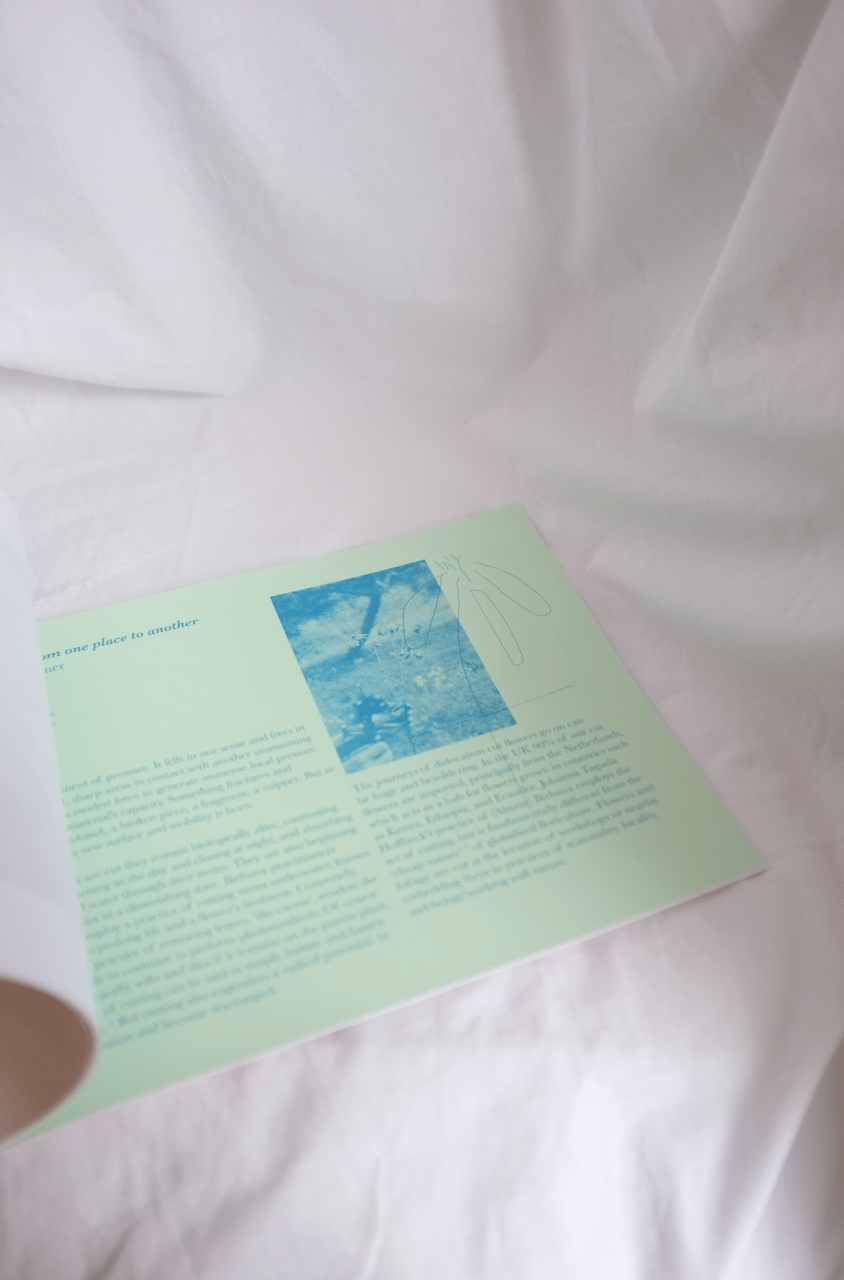 <span style="color: #f4cccc;"> NEW</span> (ALMOST) IKEBANA - The Gardening Drawing Club