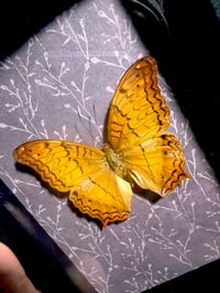 Image 1 of Framed Variegated Fritillary 