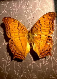 Image 2 of Framed Variegated Fritillary 