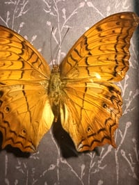 Image 3 of Framed Variegated Fritillary 