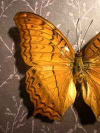 Image 4 of Framed Variegated Fritillary 