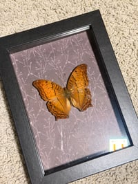 Image 5 of Framed Variegated Fritillary 