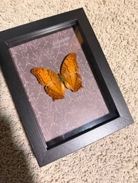 Image 6 of Framed Variegated Fritillary 