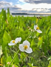 Image 2 of Wapato BULBS : Sagittaria latifolia
