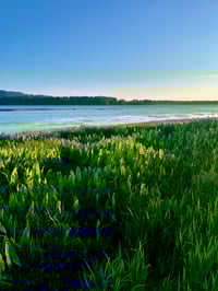 Image 5 of Wapato BULBS : Sagittaria latifolia