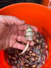 Image 1 of Wapato BULBS : Sagittaria latifolia