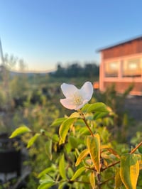 Mock Orange BARE ROOTS : Philadelphus lewisii