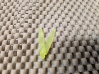 Image 2 of 4 inch Fork "JUMBO" Tail Minnow - TAIL SECTION ONLY