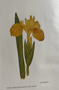 Image 2 of Wild flowers of the wayside and woodland a pocket guide