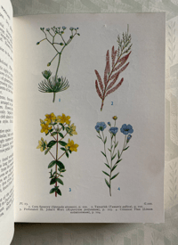 Image 3 of Wild flowers of the wayside and woodland a pocket guide