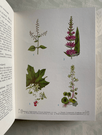Image 4 of Wild flowers of the wayside and woodland a pocket guide