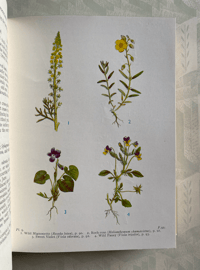 Image 5 of Wild flowers of the wayside and woodland a pocket guide