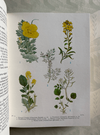 Image 6 of Wild flowers of the wayside and woodland a pocket guide