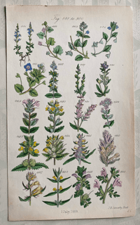 British Wild Flower illustration (11)