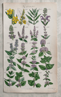 British Wild Flowers Illustration (12)