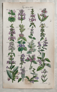 British Wild Flowers Illustration (13)