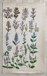 British Wild Flowers Illustration (14)