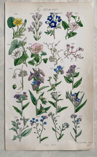 British Wild Flowers Illustration (16)