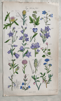 British Wild Flowers Illustration (17)