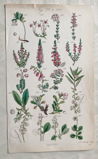 British Wild Flowers Illustration (18)