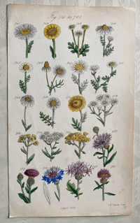 British Wild Flowers Illustration (19)