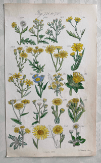 British Wild Flowers Illustration (20)