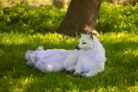 Image 3 of Kitsune life-sized poseable art doll [Preorder]