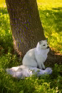 Image 11 of Kitsune life-sized poseable art doll [Preorder]