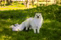 Image 14 of Kitsune life-sized poseable art doll [Preorder]